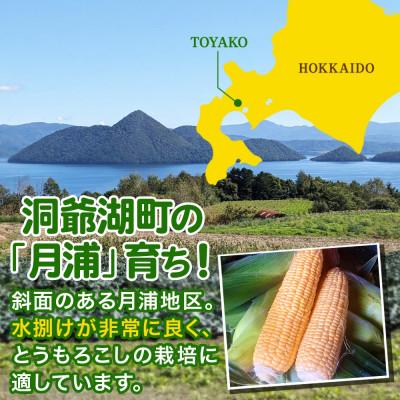 洞爺湖町産「恵味ゴールド LLサイズ20本入り」 | 北海道産新鮮野菜を 