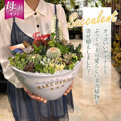 ふるさと納税 宮崎市 [先行受付・母の日ギフト]サボテンと多肉植物 寄せ植え Lサイズ