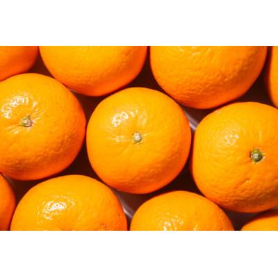 ふるさと納税 海南市 [2026年2月より順次発送]森本農園の完熟濃厚清見オレンジ 贈答用 5kg