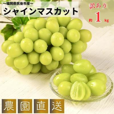 ふるさと納税 筑後市 農園直送!訳ありシャインマスカット1kg以上 朝採れ 糖度18度以上 [2026年8〜9月発送]