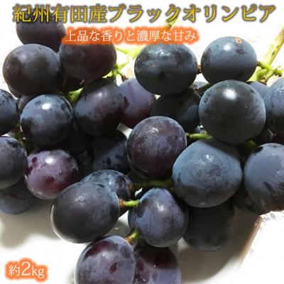 ふるさと納税 紀美野町 紀州有田産ブラックオリンピア(ハチミツぶどう) 約2kg