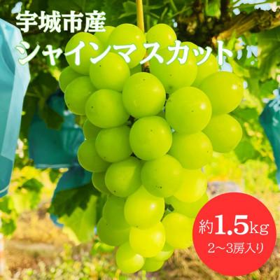 ふるさと納税 宇城市 [先行予約][数量限定] シャインマスカット 1.5kg ぶどう 果物 フルーツ[みのだ農園]