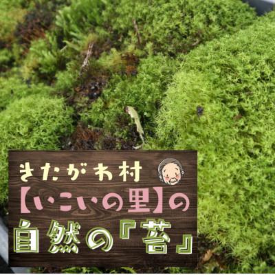 ふるさと納税 北川村 <応援してください> 「いこいの里」の自生苔 34cm×51cmトレー1個分