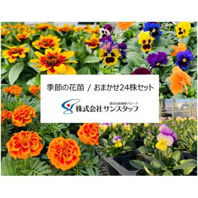 ふるさと納税 刈谷市 [ファーム直送]季節の花苗/おまかせ24株セット(春)