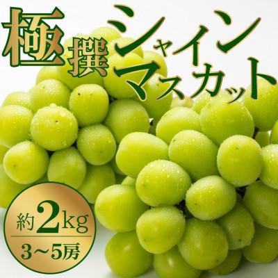 ふるさと納税 高松市 [2026年8月中旬より順次発送]極撰!シャインマスカット 約2kg(3〜5房)