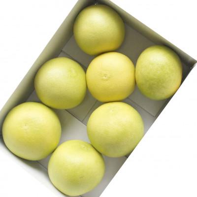 ふるさと納税 土佐市 【秋の味覚】 水晶文旦 訳ありご家庭用 約3kg(6〜7個入り) |  | 02