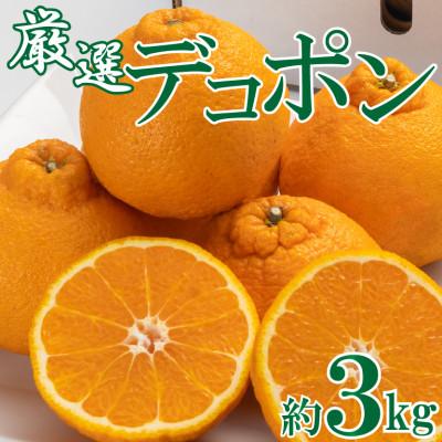ふるさと納税 高松市 [2026年3月上旬より順次発送]厳選!濃厚甘味のぷりぷり「デコポン」約3kg