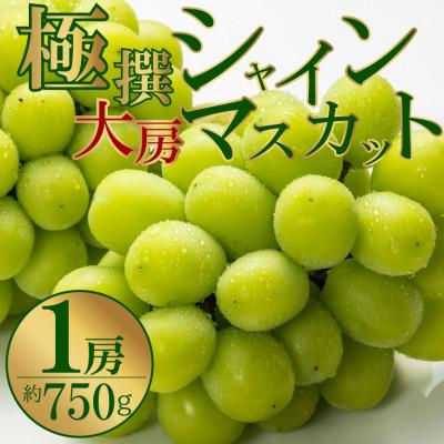 ふるさと納税 高松市 [2026年8月中旬より順次発送]極撰!大房シャインマスカット 1房(約750g)