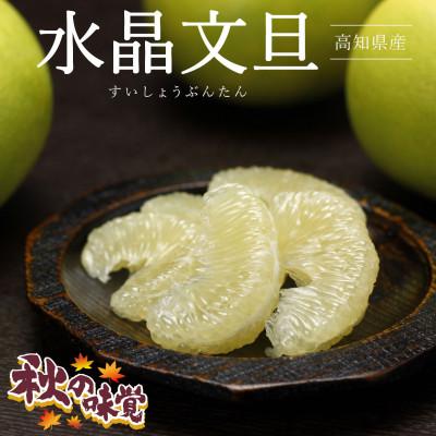 ふるさと納税 土佐市 【秋の味覚】 水晶文旦約1.5kg 特選品贈答用(2個入り) |  | 01