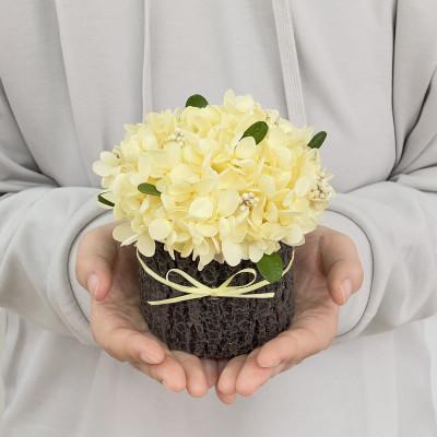 ふるさと納税 春日部市 プリザーブドフラワーアレンジ[みもざの木]春日部市 シュガーパイン