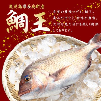 ふるさと納税 長島町 長島町特産「鯛王」(2匹・約2.4kg) 長島町 特産品 ブランド 真鯛【JFA】jfa-7144 |  | 01