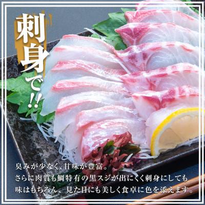 ふるさと納税 長島町 長島町特産「鯛王」(2匹・約2.4kg) 長島町 特産品 ブランド 真鯛【JFA】jfa-7144 |  | 02