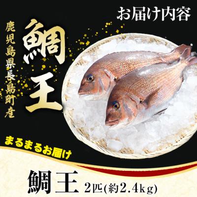 ふるさと納税 長島町 長島町特産「鯛王」(2匹・約2.4kg) 長島町 特産品 ブランド 真鯛【JFA】jfa-7144 |  | 03