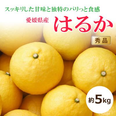 ふるさと納税 松山市 [2026年2月中旬から発送予定]はるか<秀品>約5kg