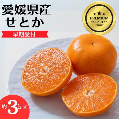 ふるさと納税 松山市 [先行受付]愛媛のせとか(柑橘の大トロ)プレミアムクラス約3キロ