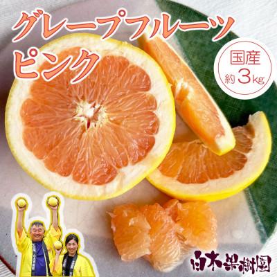 ふるさと納税 土佐市 &lt;白木果樹園産&gt; グレープフルーツ ピンク 訳あり 約3kg 家庭用 果樹園直送