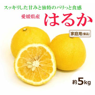 ふるさと納税 松山市 [2026年2月中旬から発送予定]はるか<家庭用・優品>約5kg