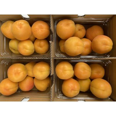 ふるさと納税 長野市 【令和9年産 先行受付】JAグリーン長野 あんず