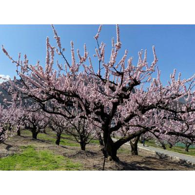 ふるさと納税 長野市 【令和9年産 先行受付】JAグリーン長野 あんず