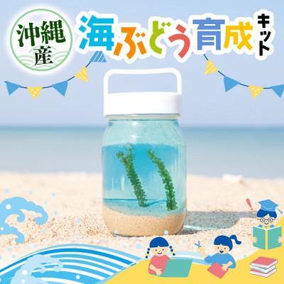 ふるさと納税 糸満市 海ぶどう育成キット ボトル付 手軽で自由研究にぴったり!沖縄県糸満市