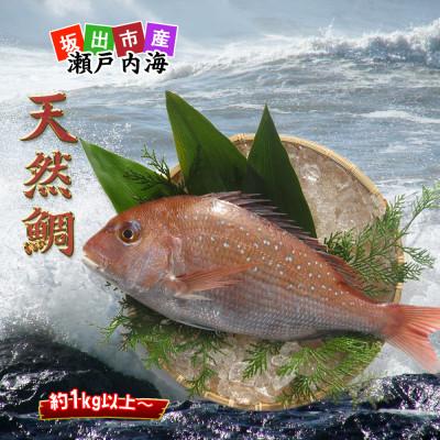 ふるさと納税 坂出市 ≪瀬戸内海産≫鮮魚のプロが見極めた朝1番水揚げされた天然真鯛を直送致します。[中サイズ]