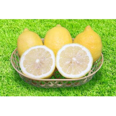 ふるさと納税 高野町 和歌山県産 レモン 約1kg サイズ混合 秀品