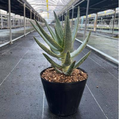 ふるさと納税 長与町 アロエ ディコトマ 1株 長与町/アグリューム Aloidendron dichotomum