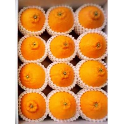 ふるさと納税 高野町 [2026年2月より順次発送]和歌山県産 不知火 [約9玉〜15玉]化粧箱入り