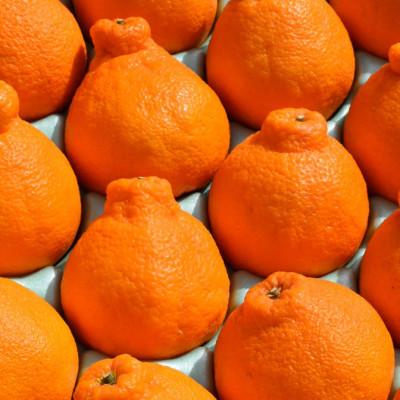 ふるさと納税 高野町 [2026年2月より順次発送]和歌山県産 不知火 [約12玉〜20玉] 秀品