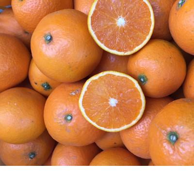 ふるさと納税 高野町 [2026年3月より順次発送]和歌山県産 有田の清見 約5kg 家庭用