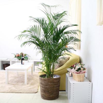 ふるさと納税 筑前町 [2026年3月中旬以降発送]アレカヤシ 10号+ブラウンバスケット鉢カバー 土の表面:ウッドチップ