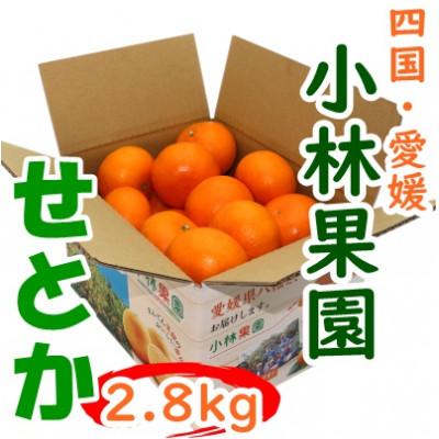 ふるさと納税 八幡浜市 愛媛・小林果園のせとか 約2.8kg[C24-31]