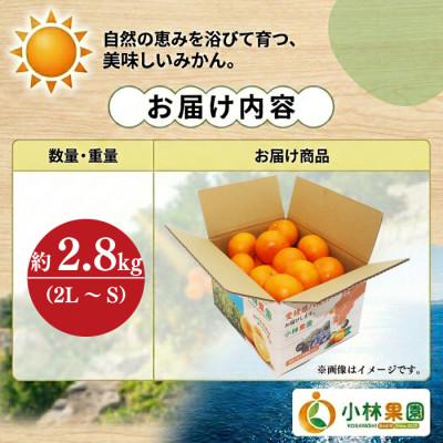 ふるさと納税 八幡浜市 愛媛・小林果園のせとか 約2.8kg【C24-31