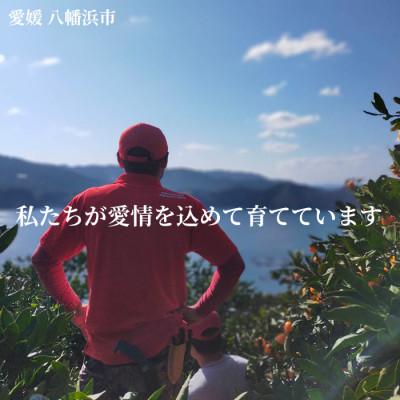 ふるさと納税 八幡浜市 愛媛・小林果園のせとか 約2.8kg【C24-31
