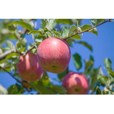 ふるさと納税 黒石市 【訳あり品】サンふじ　3kg(7〜12個入)　令和8年11月〜随時発送 |  | 01