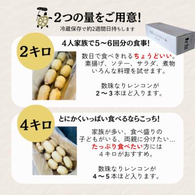 ふるさと納税 香取市 野菜ソムリエ最高金賞!芋のような甘さ　レンコン2kg　味・品質に間違いなし |  | 02