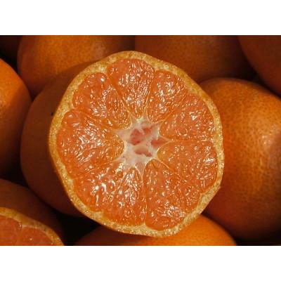 ふるさと納税 広川町 久幸園 有田みかん 10kg[訳あり サイズ混合]