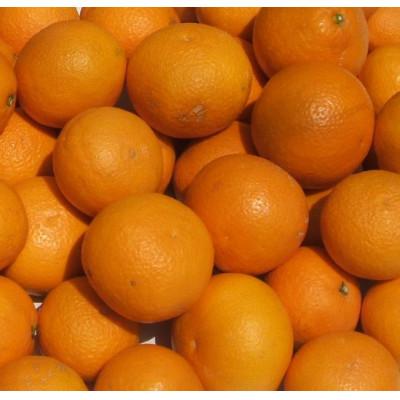 ふるさと納税 広川町 久幸園 完熟清見オレンジ 2.5kg