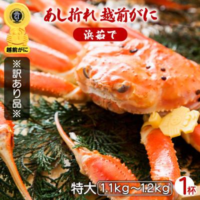 ふるさと納税 越前町 [訳あり]足折れ 越前がに 特大サイズ × 1杯(1.1〜1.2kg)[3月発送分]