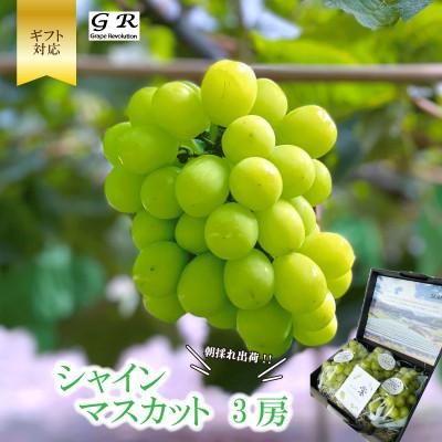 ふるさと納税 さぬき市 [先行受付]ギフト用 朝採り出荷 シャインマスカット マスカット 3房