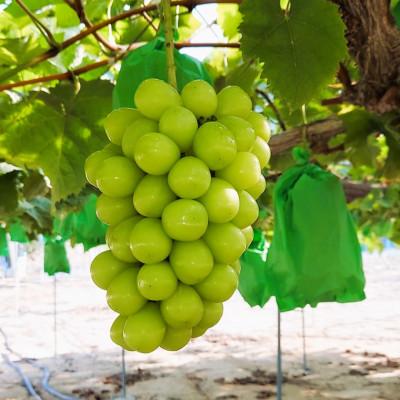 ふるさと納税 さぬき市 [先行受付]厳選 朝採り出荷 シャインマスカット 約600g