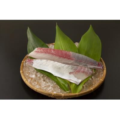 ふるさと納税 南大隅町 [ねじめ黄金カンパチ]ロイン 1尾分 ( 約400g × 4本 )