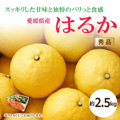 ふるさと納税 松山市 [2026年2月中旬から発送予定]はるか<秀品>約2.5kg