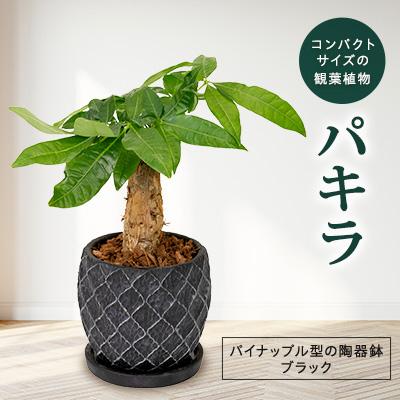 ふるさと納税 磐田市 パキラ パイナップル型の陶器鉢ブラック