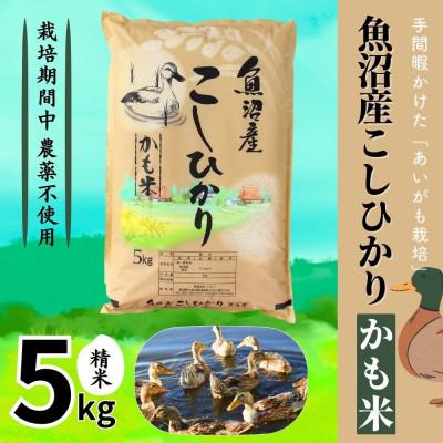 ふるさと納税 十日町市 [令和7年産]魚沼産コシヒカリかも米(精米)5kg