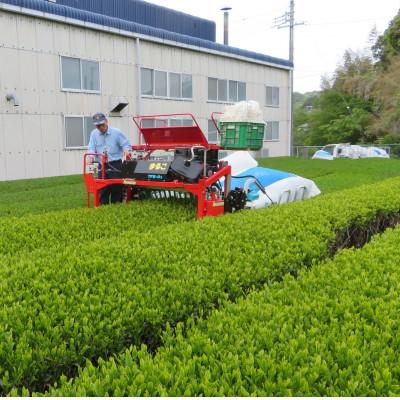 ふるさと納税 掛川市 【産地直送】お茶農家が普段使いで飲むお茶　静岡県掛川市産100%　100g×11袋　合計1.1kg |  | 01