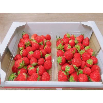 ふるさと納税 東かがわ市 訳ありさぬきひめ苺 約1.2kg