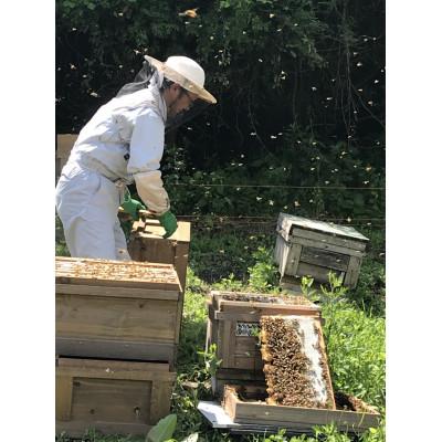 ふるさと納税 恵那市 恵那蜂蜜5本セット(蓮華300g2本、百花1000g1本、栗300g2本)の画像