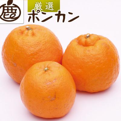 ふるさと納税 九度山町 厳選 ポンカン5kg+250g(傷み補償分)[光センサー選果][春みかん]