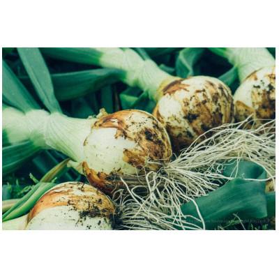 ふるさと納税 水俣市 [先行予約・2026年1月下旬より順次発送]1年に1度!感動の甘さを葉付きで味わうサラダ玉ねぎ2kg